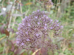 Trachelium caeruleum