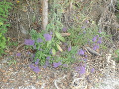 Trachelium caeruleum