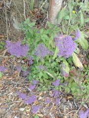 Trachelium caeruleum