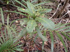 Hybanthus austrocaledonicus