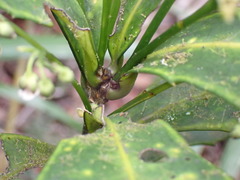 Hybanthus austrocaledonicus