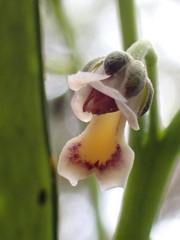 Hybanthus austrocaledonicus