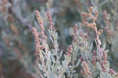 Atriplex cinerea