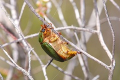 Anoplognathus prasinus