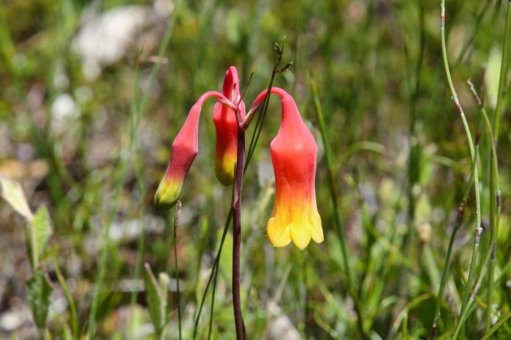 Christmas Bells from Barren Grounds Nature Reserve, NSW on December 29 ...