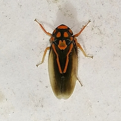 Brazosa appendiculata