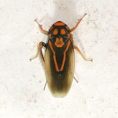 Brazosa appendiculata