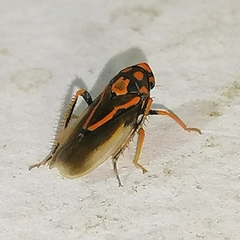 Brazosa appendiculata