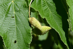 Helicteres jamaicensis