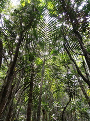 Cyphokentia macrostachya