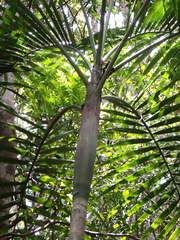 Cyphokentia macrostachya