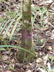 Cyphokentia macrostachya