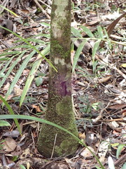 Cyphokentia macrostachya