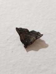 Lepidoptera