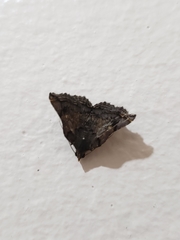 Lepidoptera