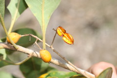 Pittosporum ferrugineum