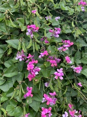 Dipogon lignosus