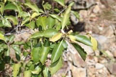 Pittosporum ferrugineum