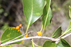 Pittosporum ferrugineum