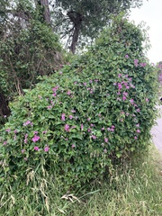 Dipogon lignosus