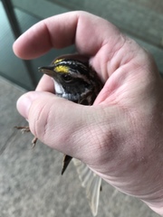 Zonotrichia albicollis