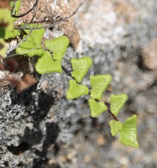 Adiantum deltoideum