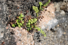 Adiantum deltoideum