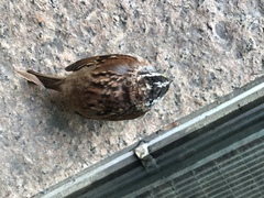 Zonotrichia albicollis