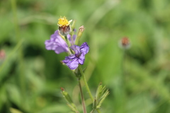 Ruellia ciliatiflora