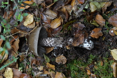 Amanita nigrescens