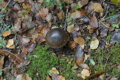 Amanita nigrescens