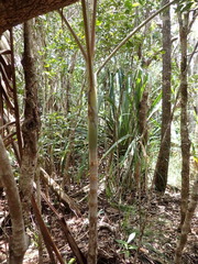 Chambeyronia divaricata