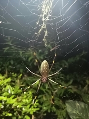 Trichonephila clavipes