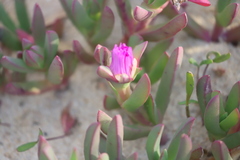 Carpobrotus virescens