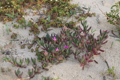 Carpobrotus virescens