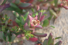 Carpobrotus virescens