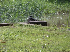 Chloroceryle amazona