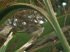 Campylorhynchus