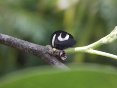 Membracis foliatafasciata