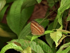 Mycalesis fusca