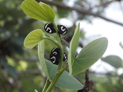 Membracis foliatafasciata