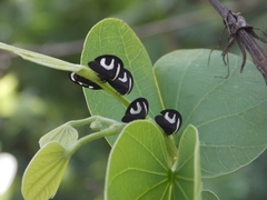 Membracis foliatafasciata