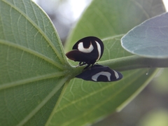 Membracis foliatafasciata