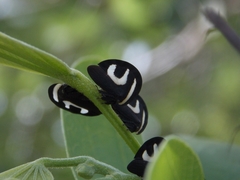 Membracis foliatafasciata