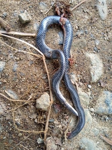 Joshua's Blind Snake, Trilepida joshuai