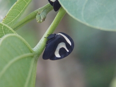 Membracis foliatafasciata