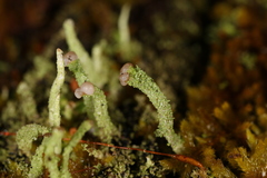 Cladonia beaumontii