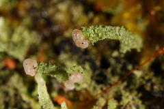 Cladonia beaumontii