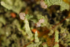 Cladonia beaumontii