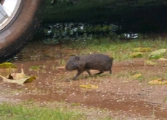 Cavia